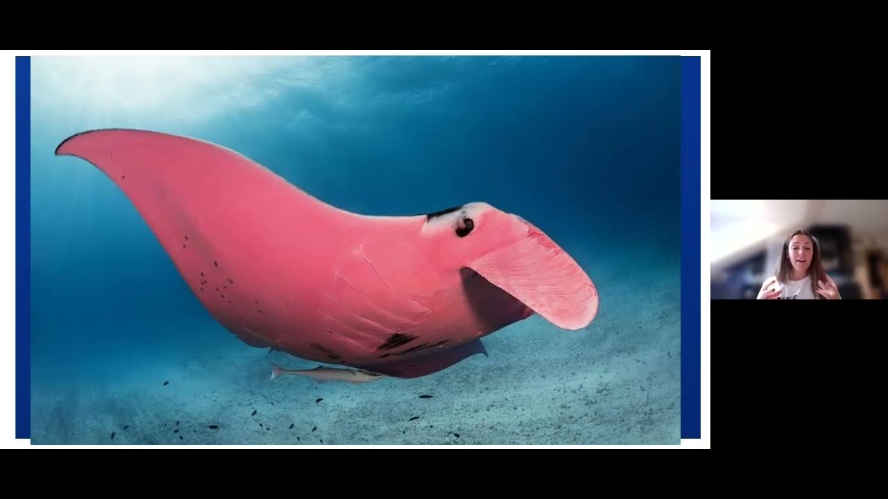 Join us to #SaveTheMantas!