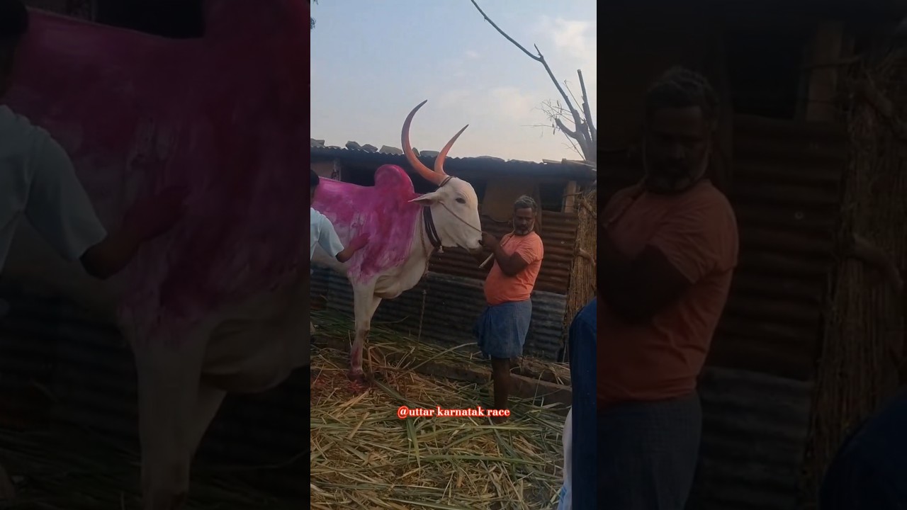ಮಂಟೂರ ನ್ಯೂ ಎಂಟರಿ.. #terabandi #cow #bull #reels #vairalshort #kannada #trending #nada