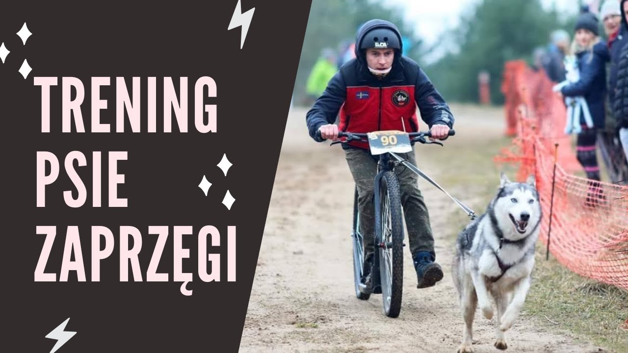 Trening psie zaprzęgi Scooterjoring Hulajnoga z psem - Chojnów
