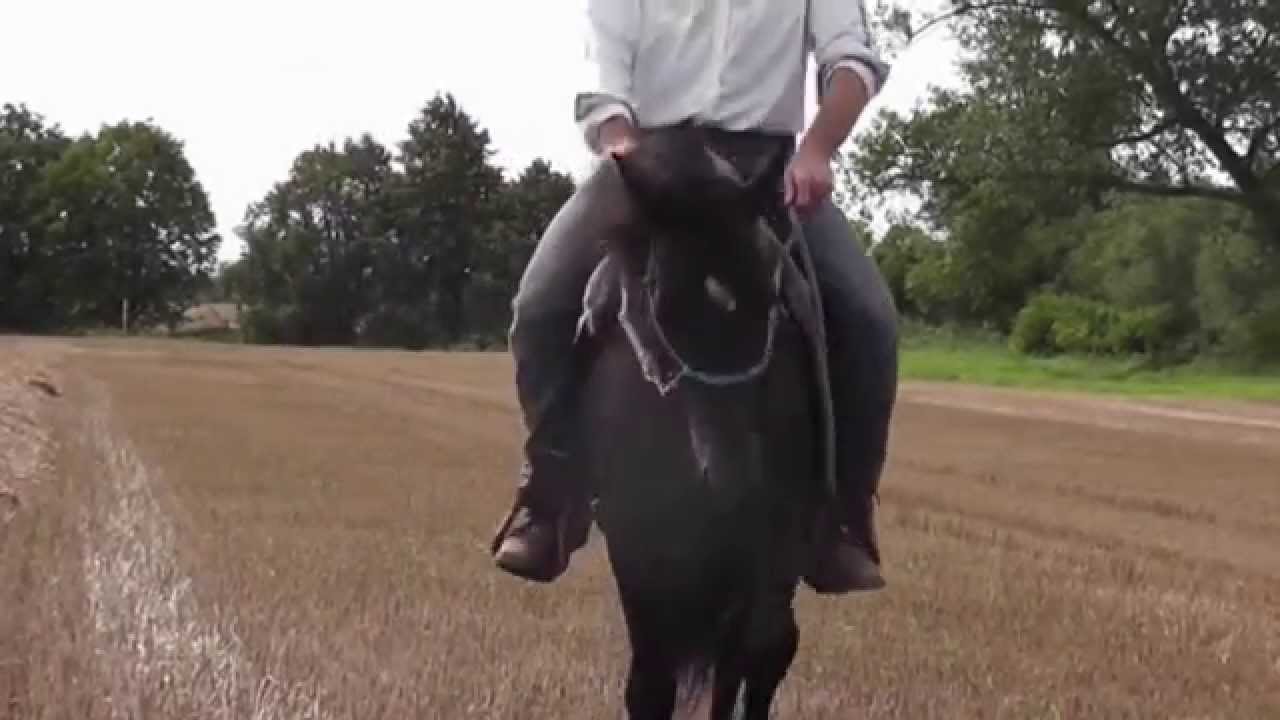 Verkaufspferd Leotie nach drei Monaten pro ride Basisausbildung