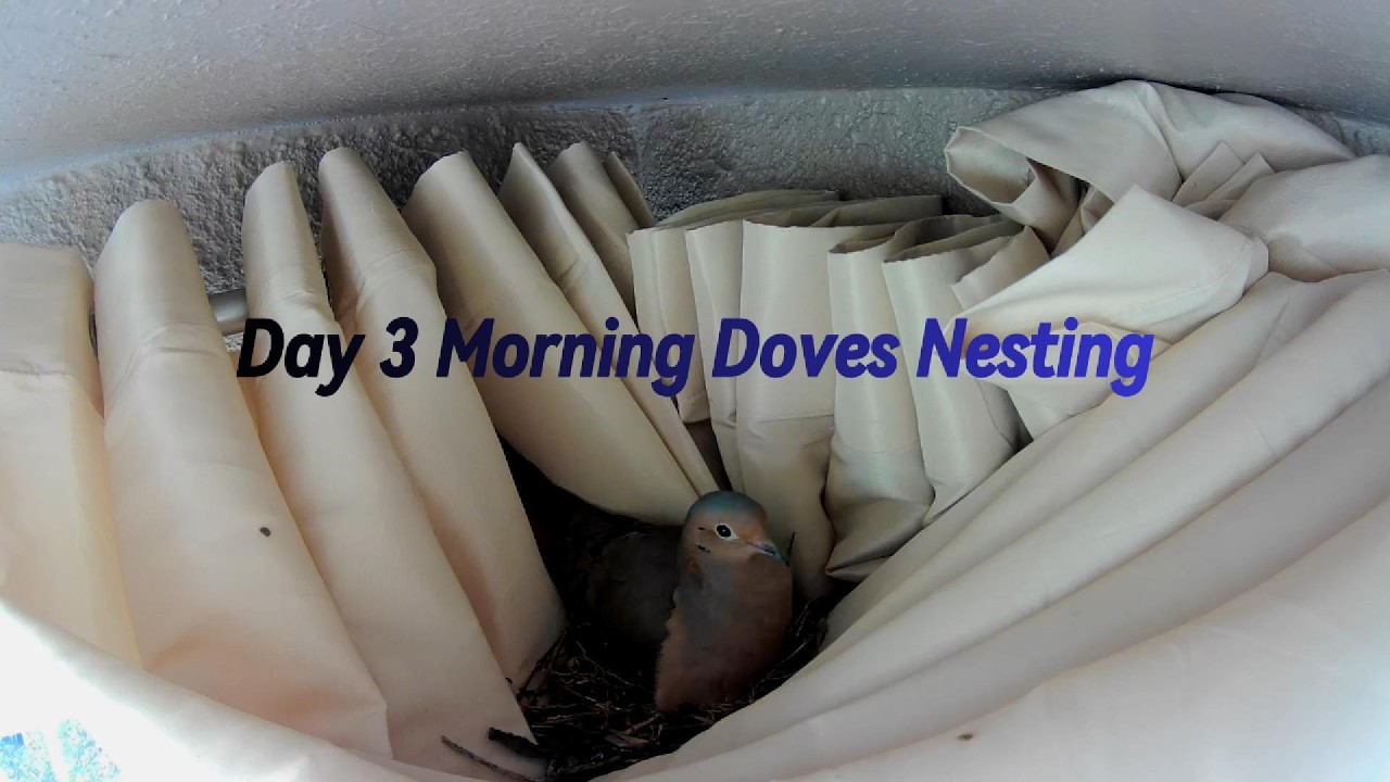 Live Bird Cam Day 3 Morning Doves All Day Routine