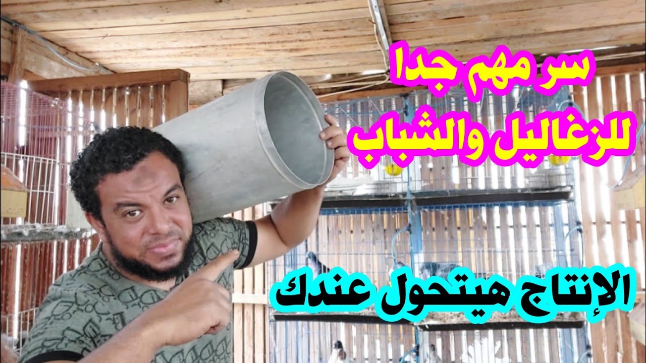 سر مهم جدا لو عاوز تحافظ علي الزغاليل والشباب عندك في طيورك هقولك عليه؟؟
