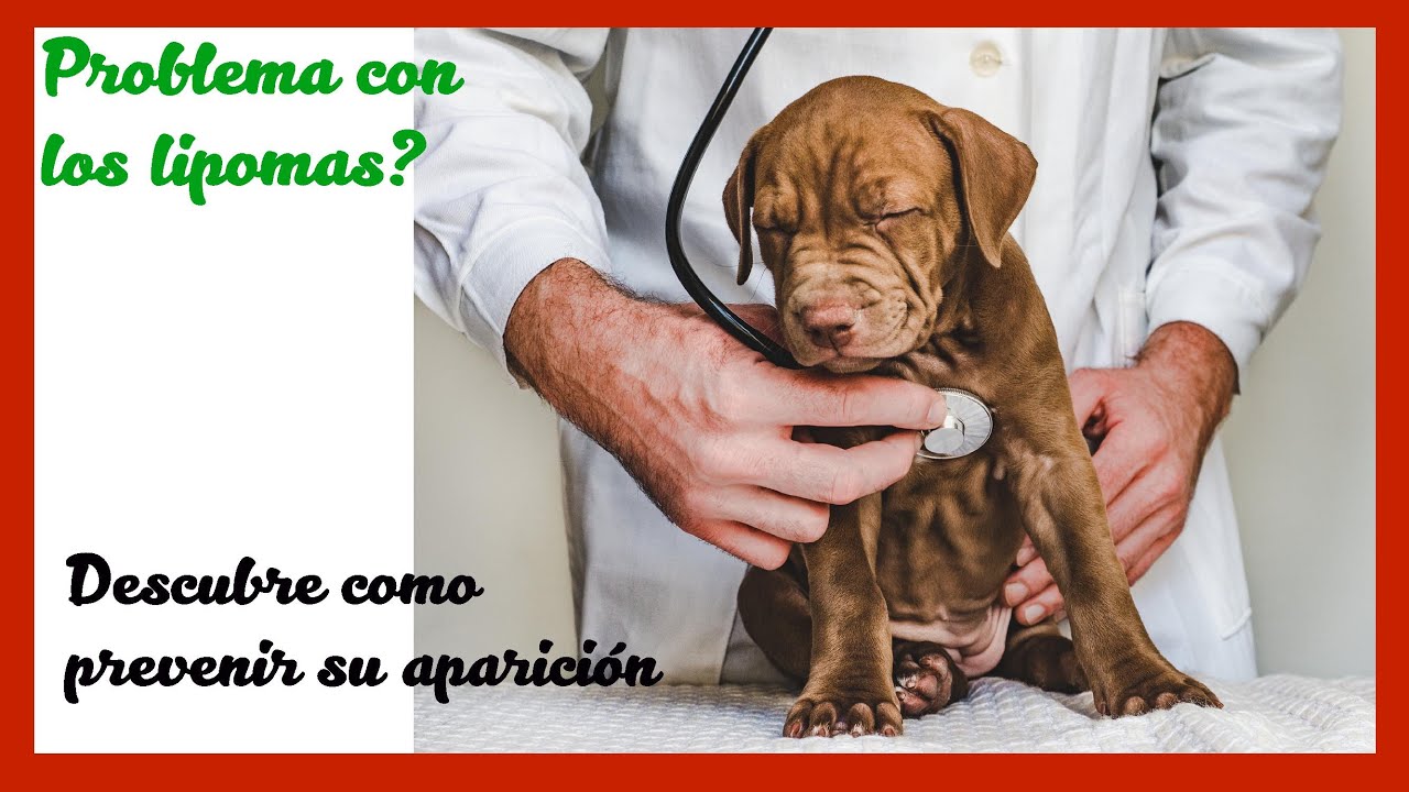 Alimentación para prevenir lipomas en perros y gatos
