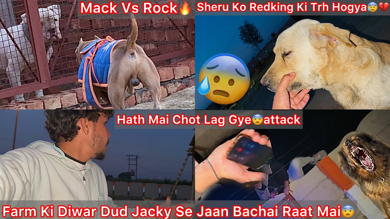 Sheru K Face Par Swilling Aagye😨Old Redking Ki Trh😰 Mack Vs Rock🐶 Farm Ki Diwar Kud Kar Jaan Bachai😰