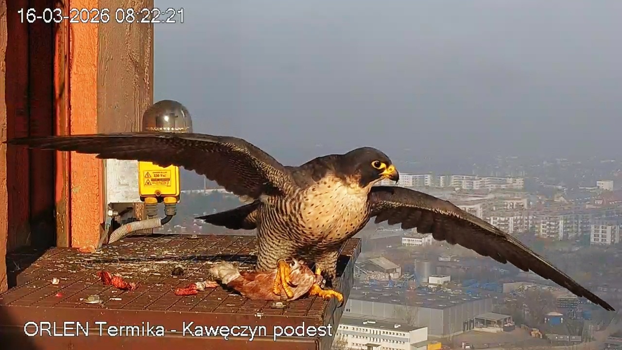 Jajko Czarnooka i Apasz 16 03 2026 Kawęczyn sokoły wędrowne