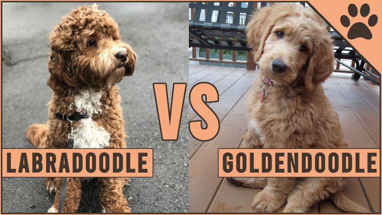 Labradoodle vs Goldendoodle - ¿Qué raza de perro es mejor? | Perros Mundo