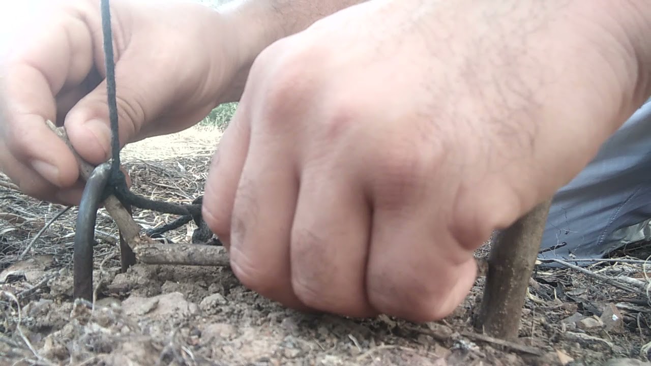 How is the trap attributed to the thread of Qleia?كيف ينصب فخ خيط القليعة