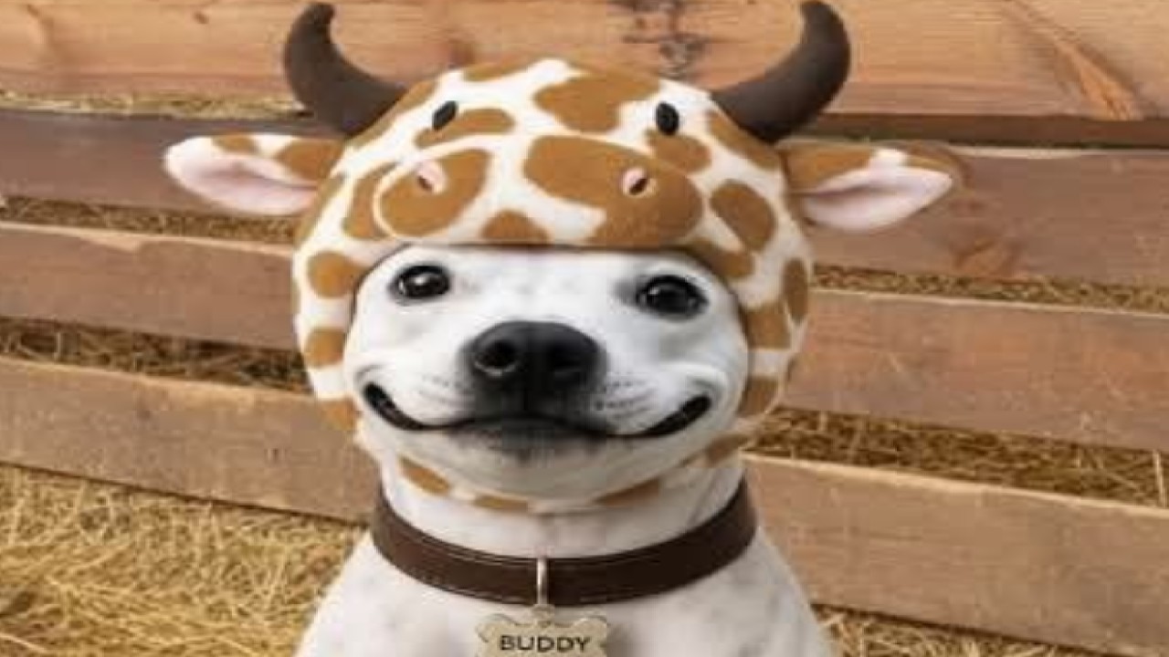 Kucheto