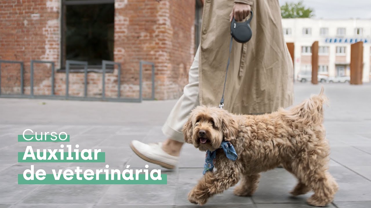 Curso de Auxiliar de Veterinária - Nubika