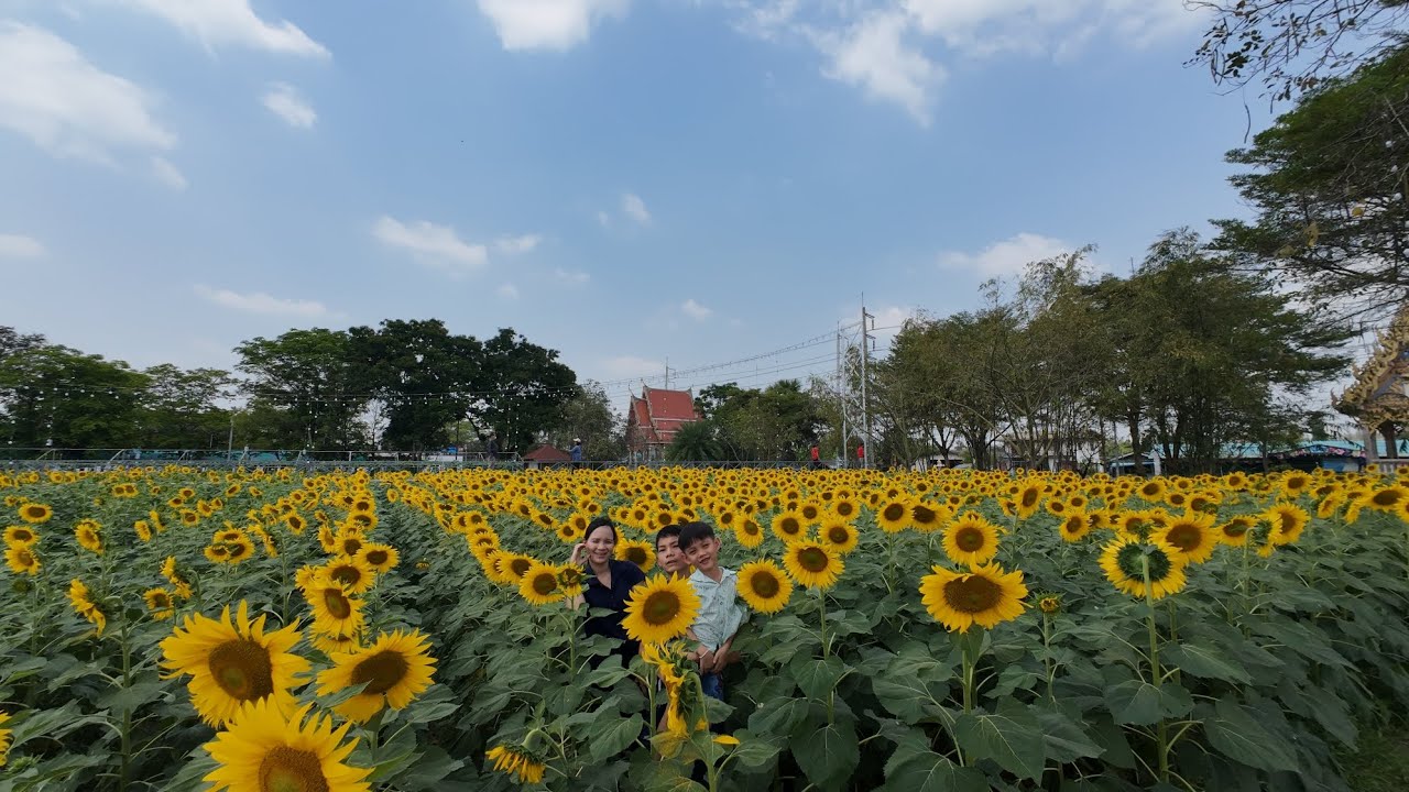 ทุ่งทานตะวัน วัดสว่างอารมณ์ นครปฐม