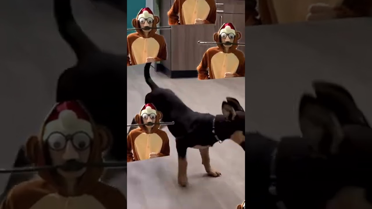 Haruru funny video🤣🤣🤣with cute animals | Part1 