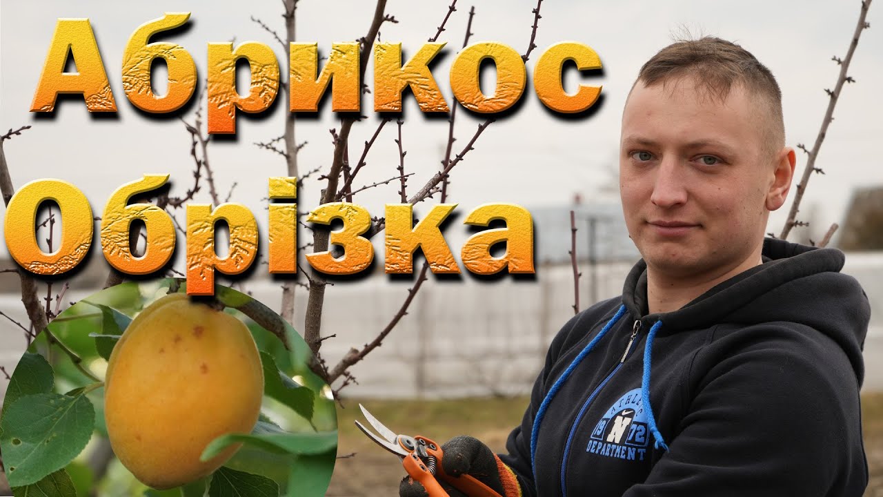 Обрезка абрикоса