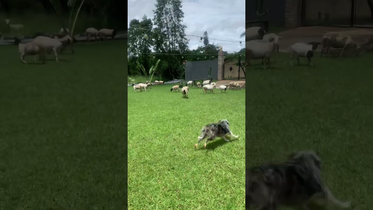 Border collie tocando as ovelhas🐺