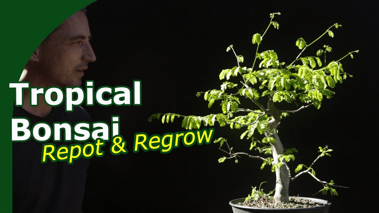 Summer or Spring Repot: Tropical Bonsai ? - [Brazilian Raintree and Jabuticaba]