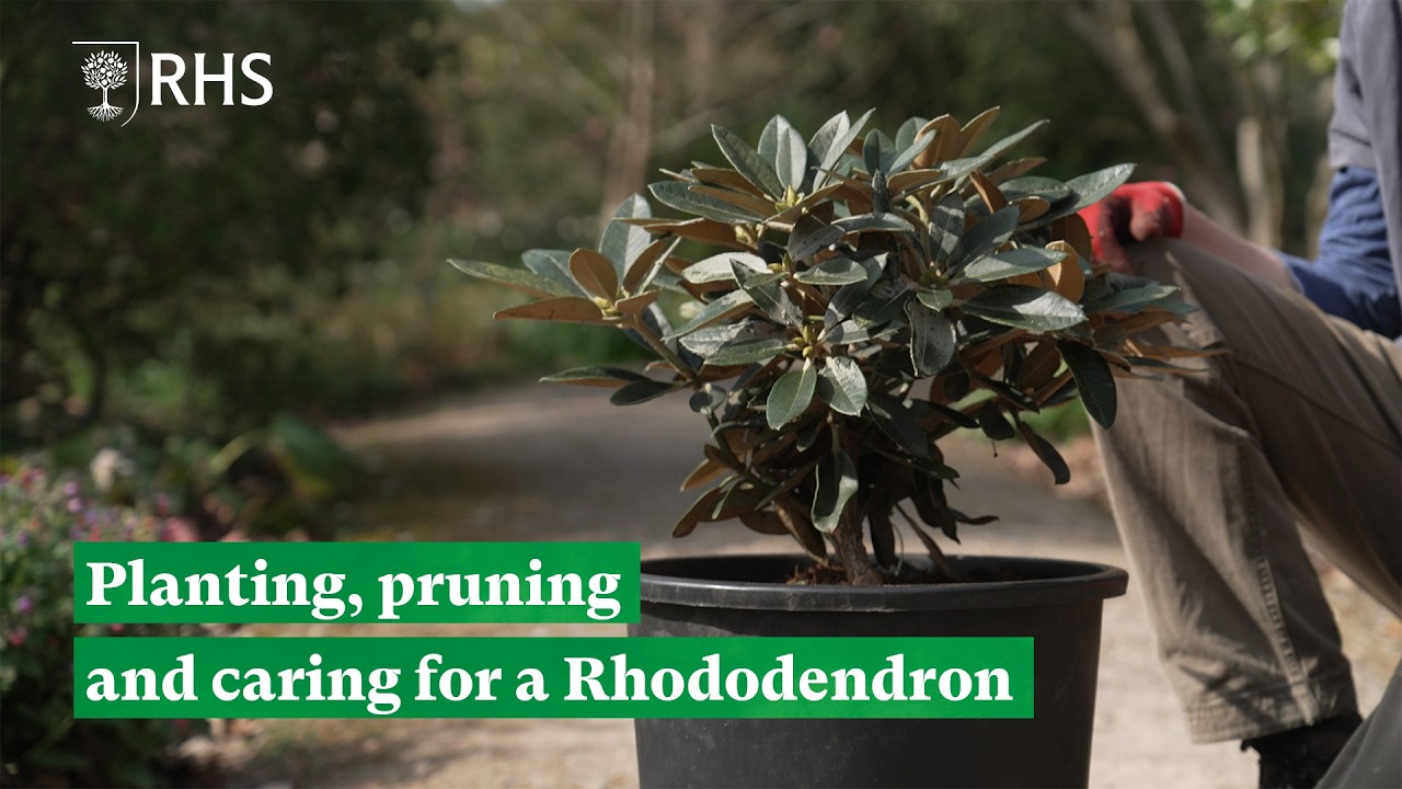 Planting, pruning and caring for a Rhododendron | The RHS