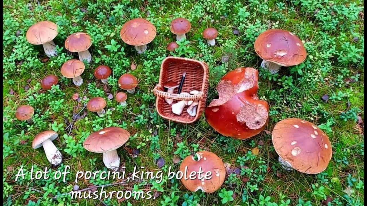 🍄‍🟫😮A lot of porchini, king bolete mushrooms.#silent