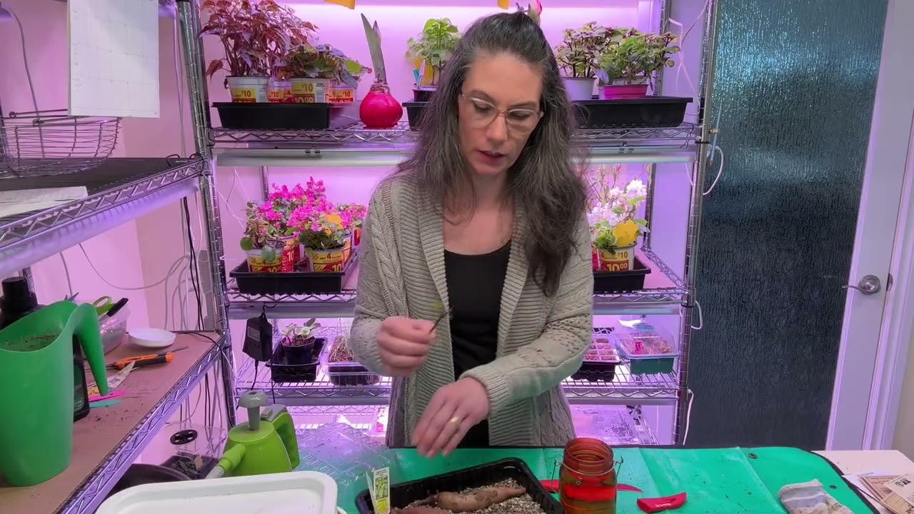 Sprouting Sweet Potatoes Update and Next Step of the Process