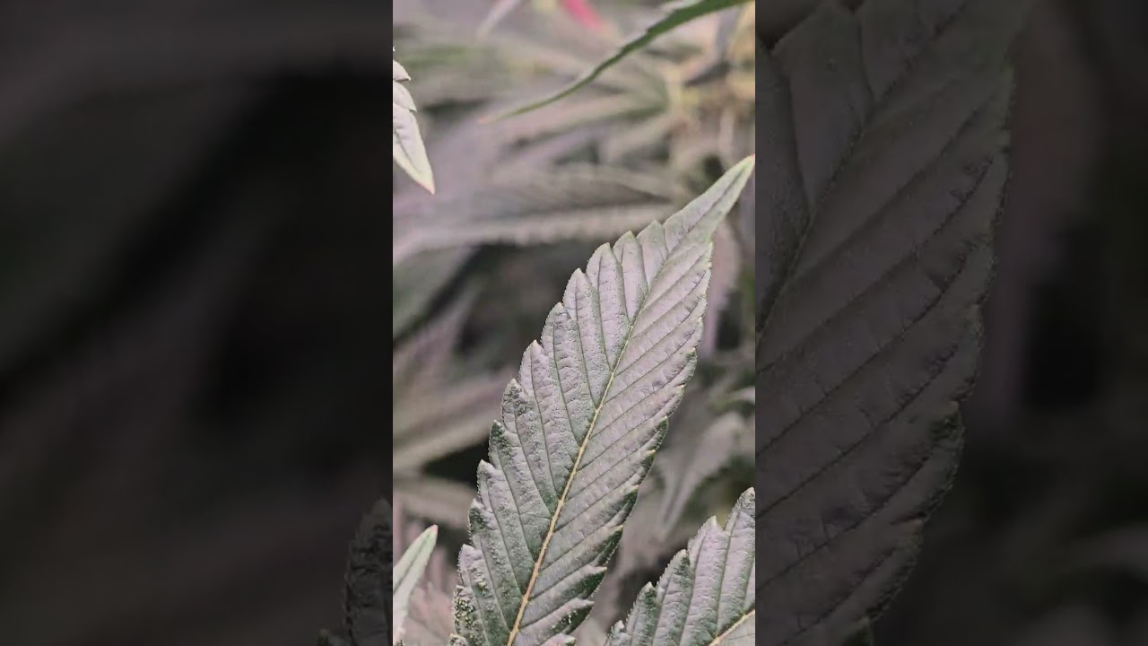 Clearwater genetics  Faceoff og x gary satan week 5 update + devil driver x ZG 2x4 update  + clones!