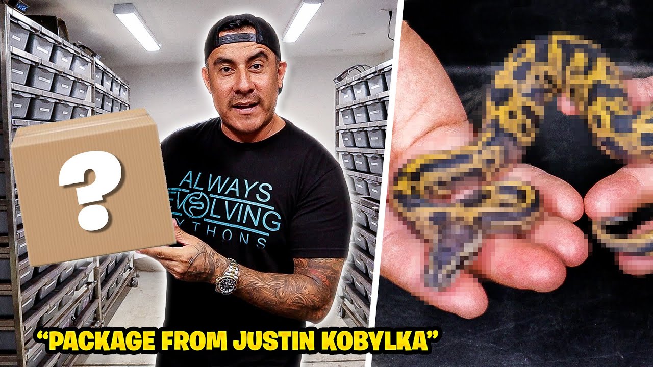 You Won't BELIEVE What @KINOVAReptiles SENT US!