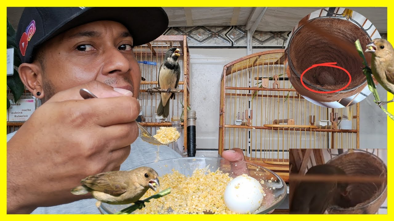 Essa farinhada é top para fêmeas que coloca ovo mole,e fêmeas que tá tratando de filhotes