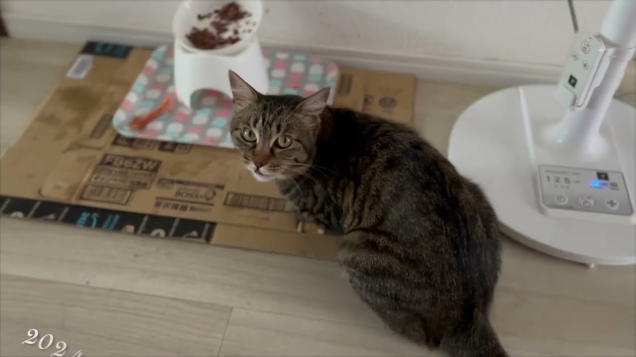 I enjoy relaxing after meals 20240803