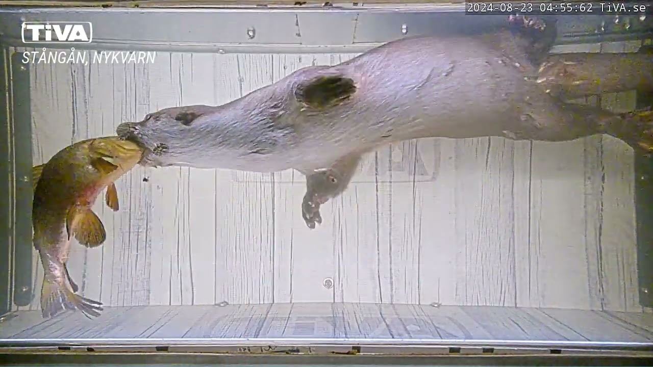 Nykvarn Linköping, 2024