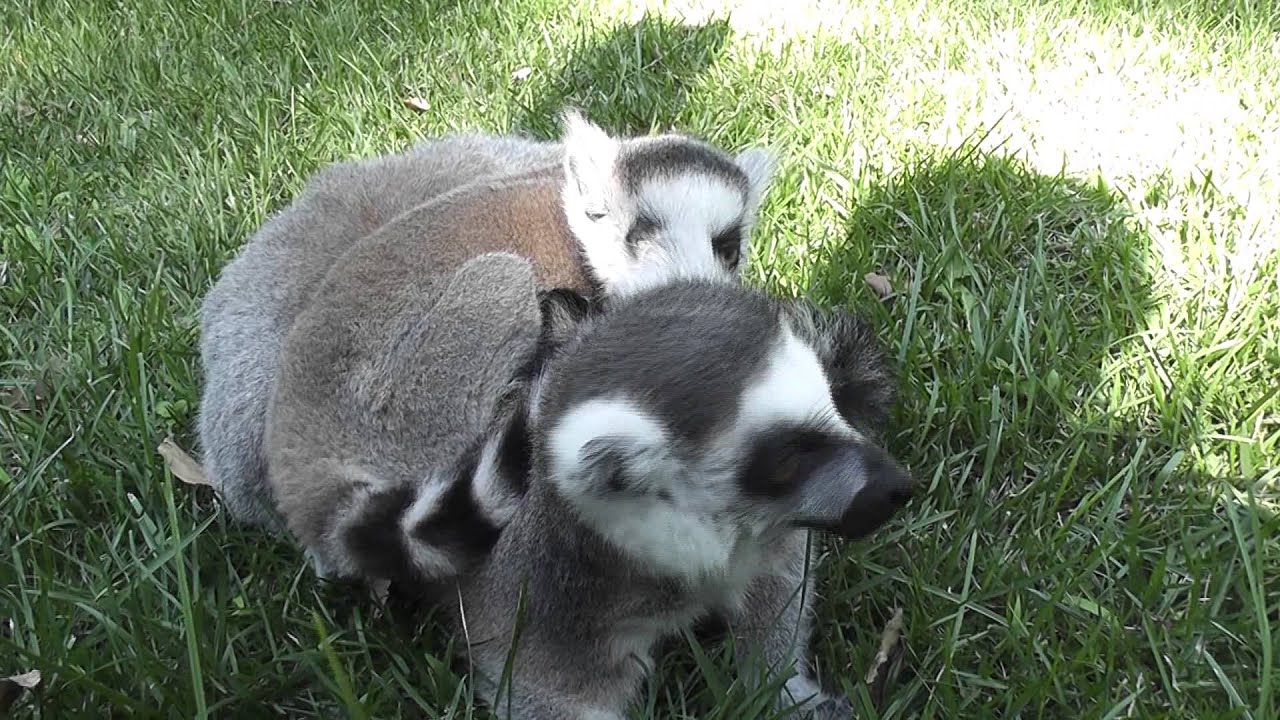 Ring-tailed lemur babies  up close - June 22, 2011