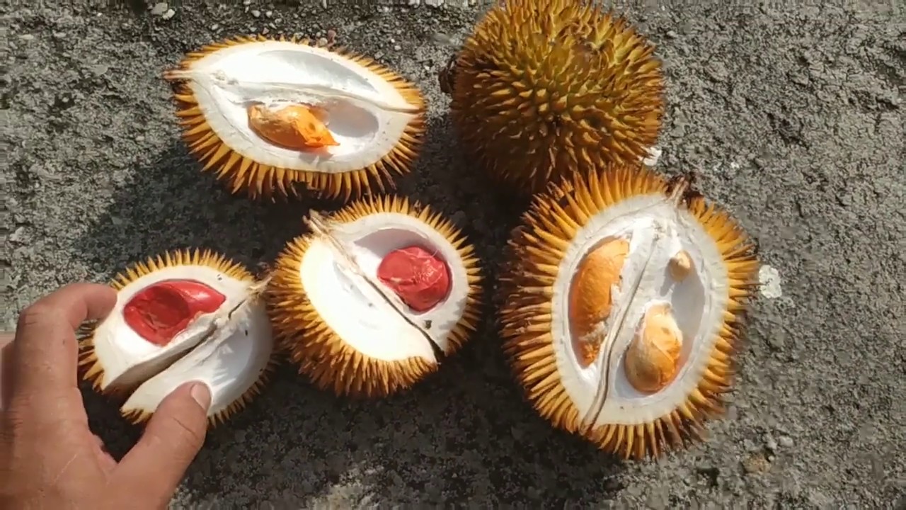 Eating red and orange Durio graveolens in Kalimantan