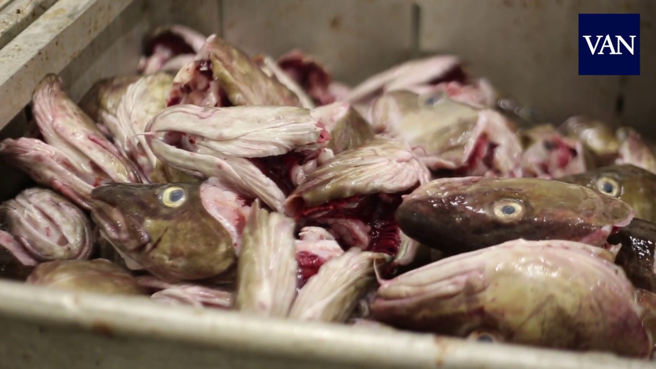 El Skrei, uno de los mejores bacalaos del mundo