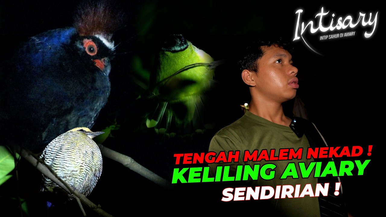 ATO SENDIRIAN KELILING AVIARY MALAM-MALAM, ADA YANG ANEH?! | INTISARY #5