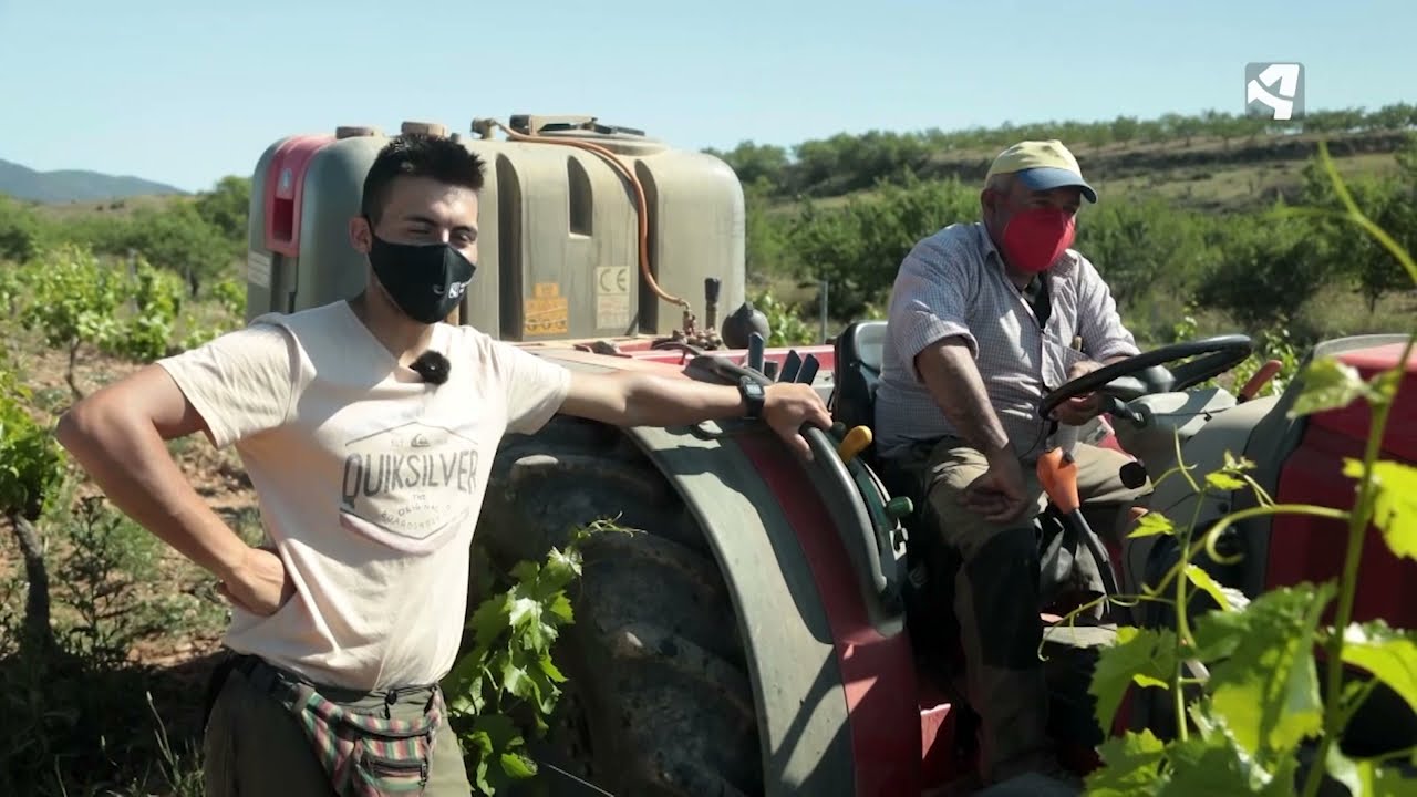 La vid y el vino