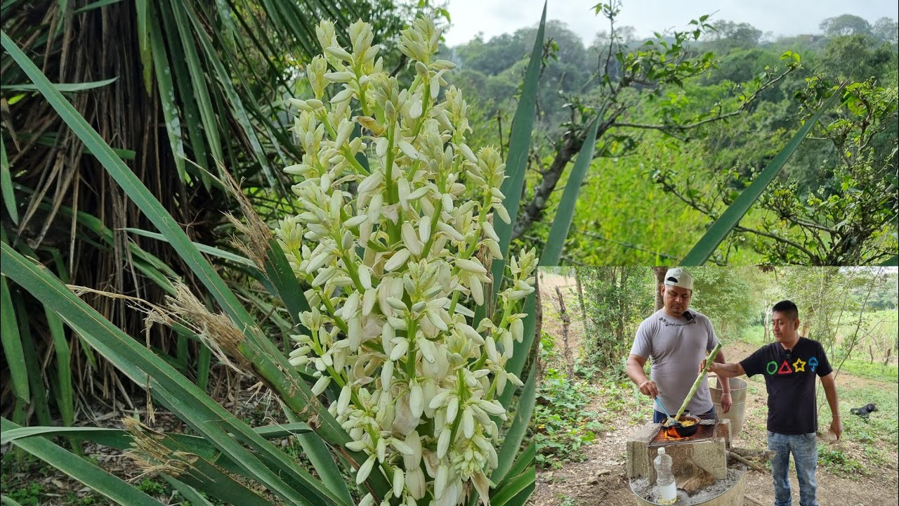 La Flor De Izote También Es De Temporada En La Huasteca! Así La Preparamos, Ustedes Como La Conocen?