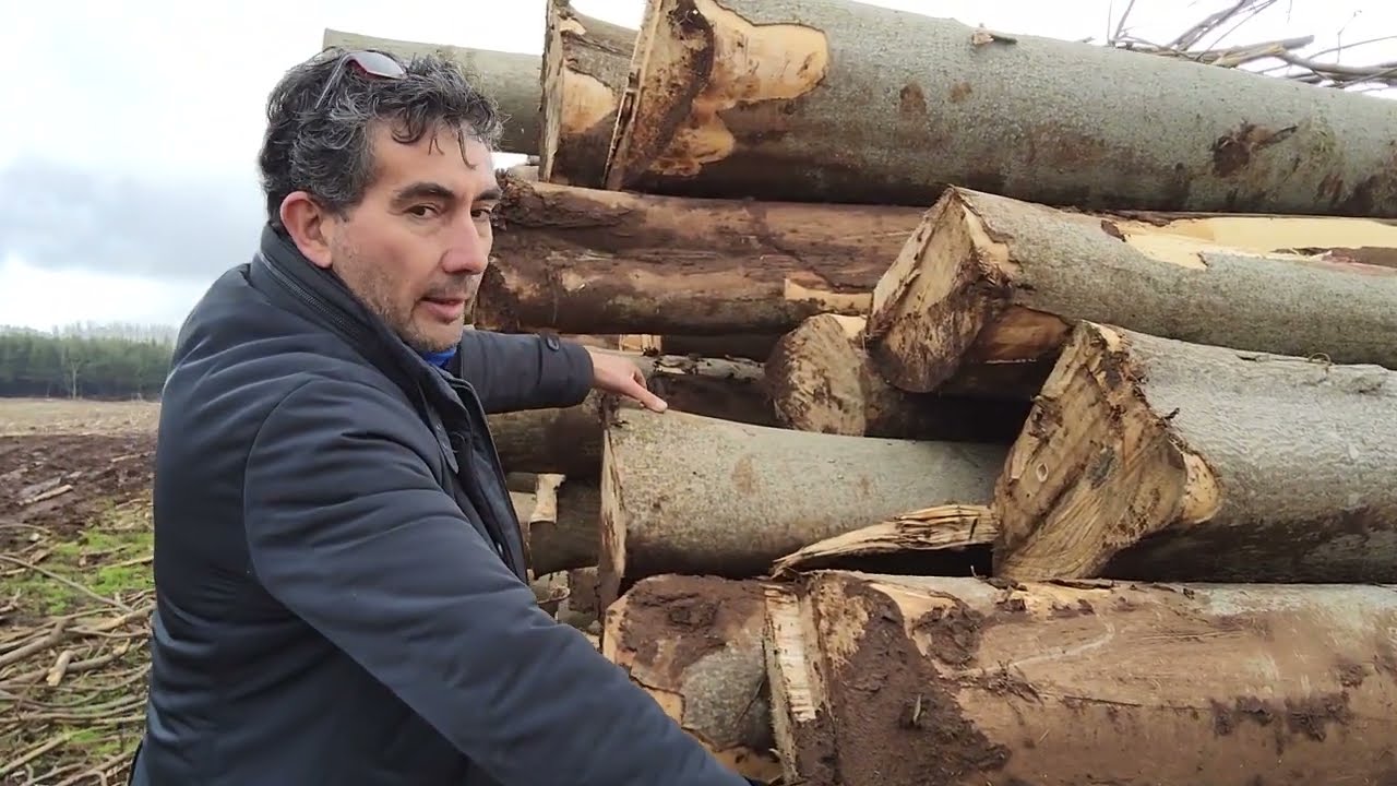 PAULOWNIA GERMANY 2023 - РЕЗУЛЬТАТЫ ПОСЛЕ ОБРЕЗКИ ПО СРОКУ ВЫПУСКА (С СУБТИТРАМИ).