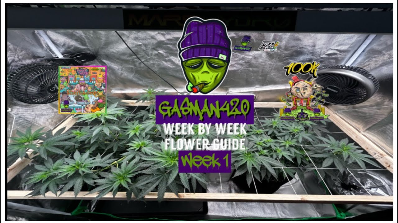 Week by Week Flower Guide Week 1 - Sherbadelic & 100k from Exotic Genetix