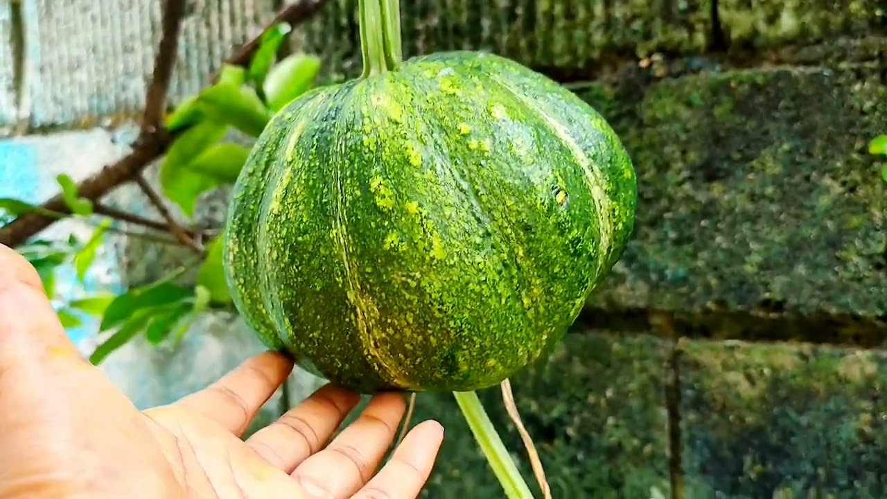 RITUAL🔮 MÁGICO DE ESTÁ PLANTA 