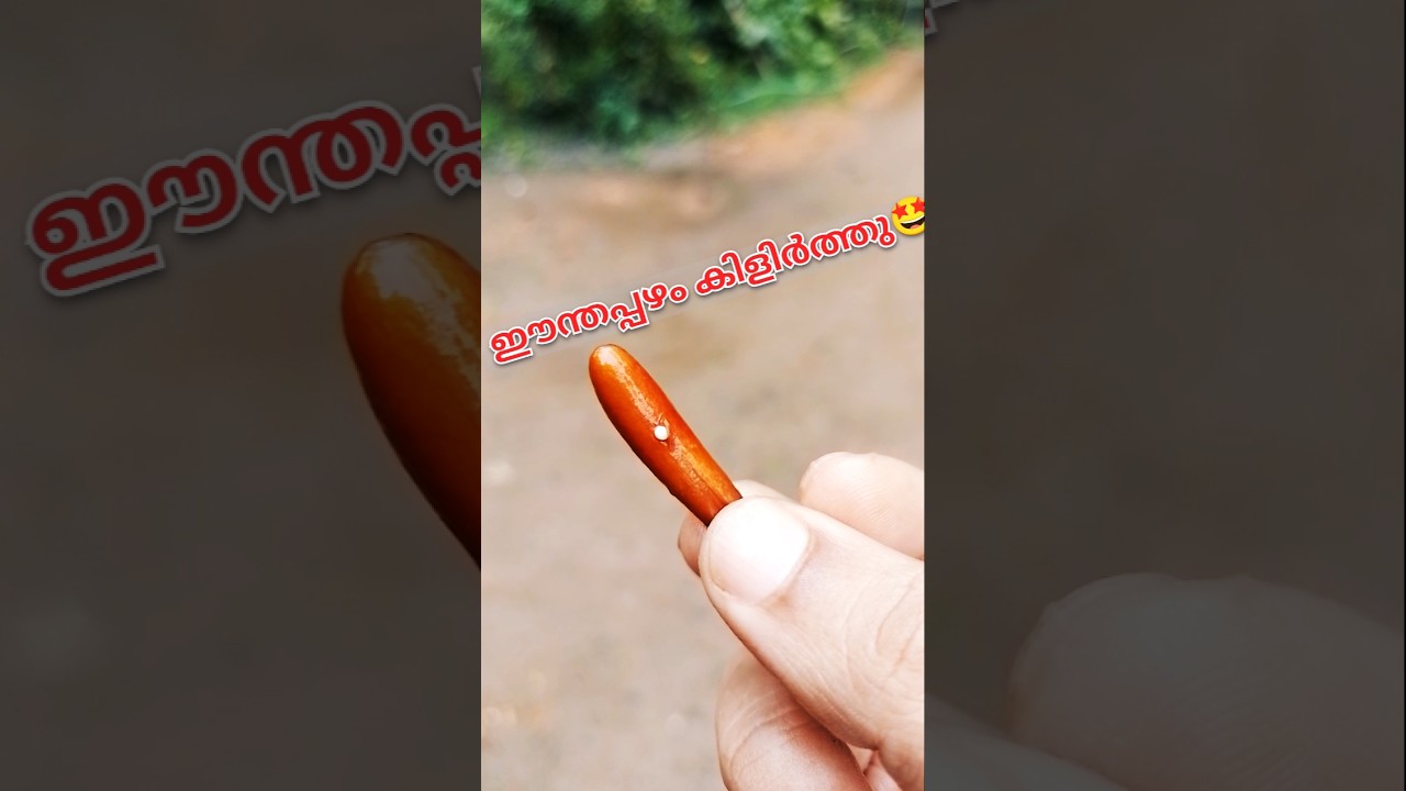 🌴 Date seed germination. 