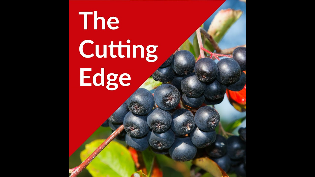 Episode #36: Aronia Berry Markets