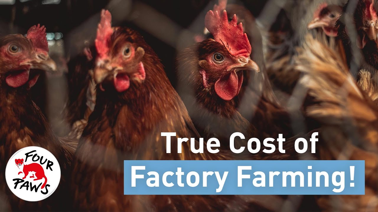Is Factory Farming Worth It? 🥩🔥