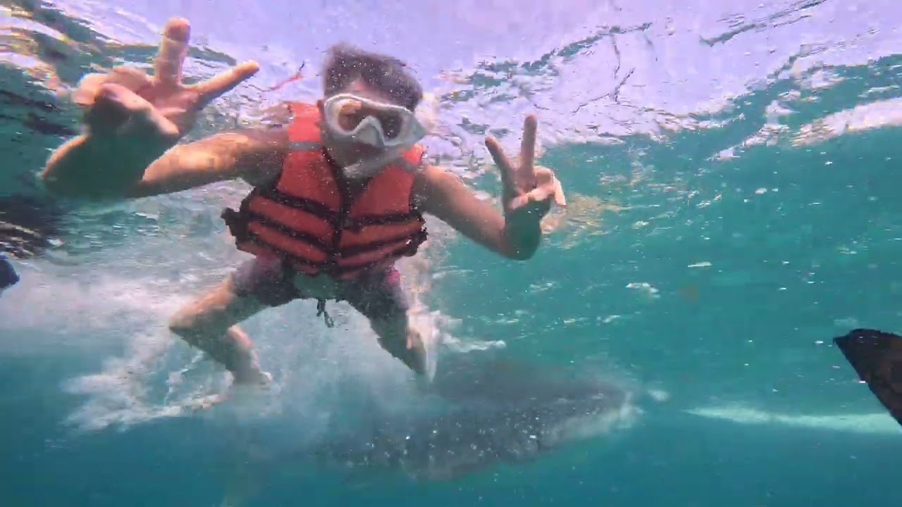 Swim with whale sharks 2026 @ cebu