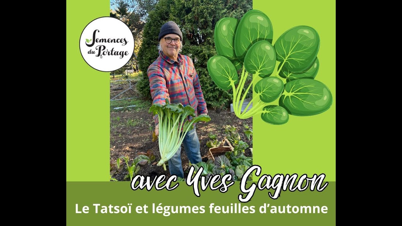 Le Tatsoï et autres récoltes d'automne. Yves Gagnon. Semences du Portage.