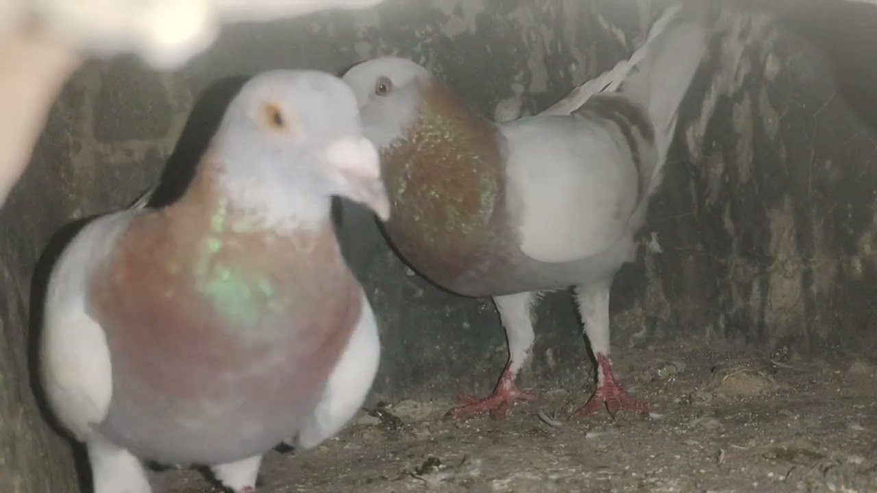 Millie Reiser's pigeon is mine