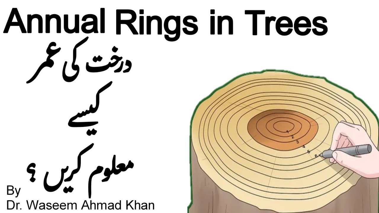 How to Calculate The Age of a Tree | How to Determine The Age of A Tree | How to Know The Tree Age