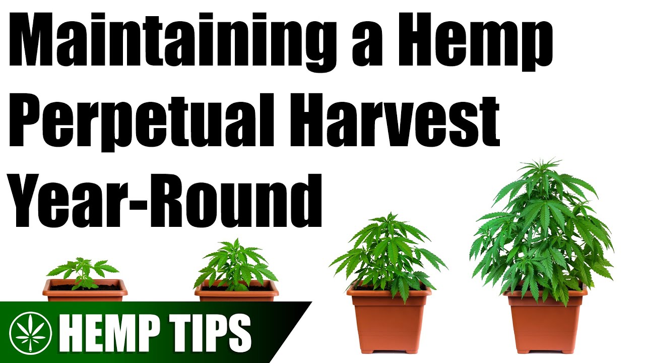 How to Setup a Basic Perpetual Hemp Harvest