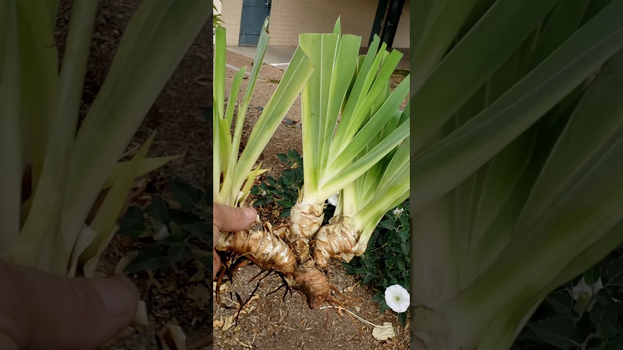 How to Care For, Remove and Store Iris Bulbs