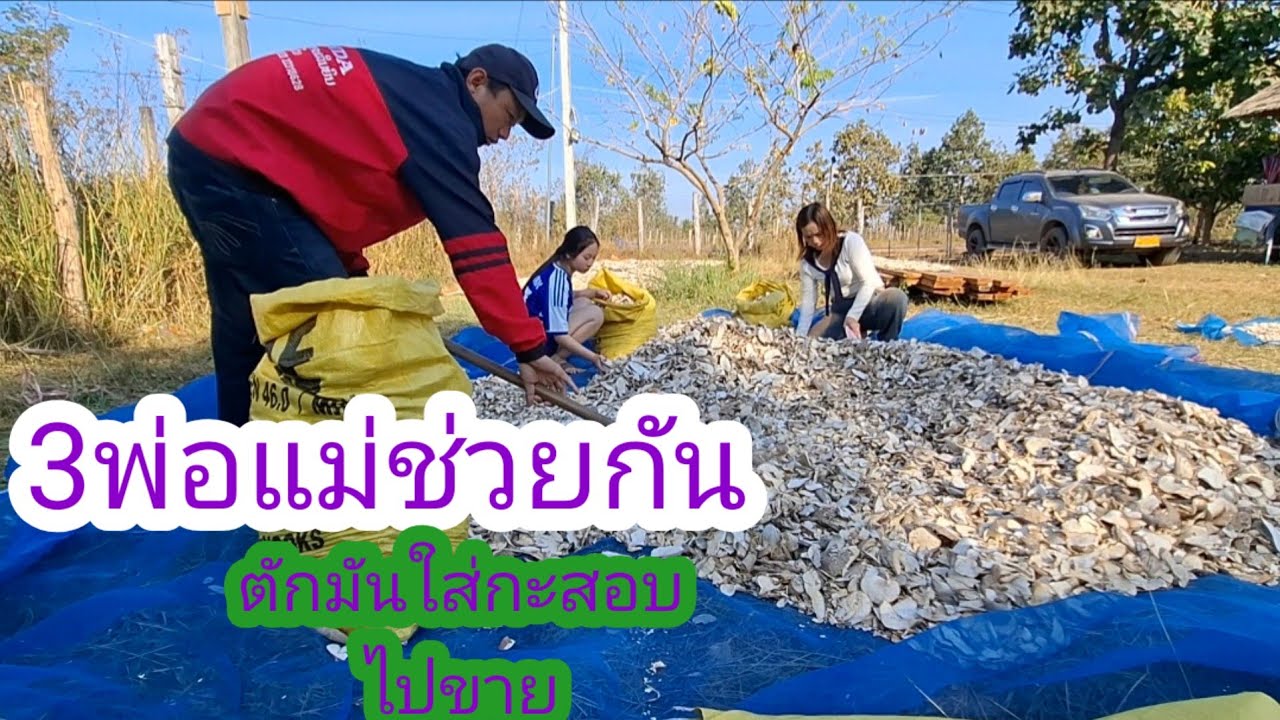 3พ่อแม่ช่วยกันตักมันไปขาย✌️👨‍👩‍👧‍👦#แม่น้องรุ่งบ้านนา #