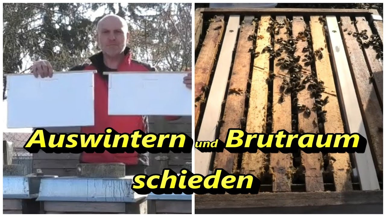 Auswintern und Brutraum schieden