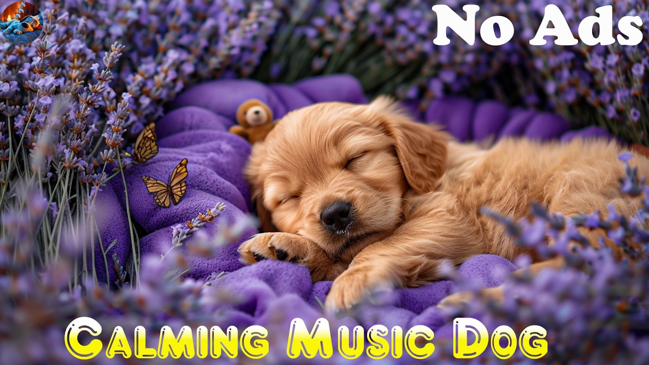 Sunday relax music Calm for Anxious Dogs🐶 Soft Safe Sleep Music🎶 Gentle Relaxation Music 💖 no ads