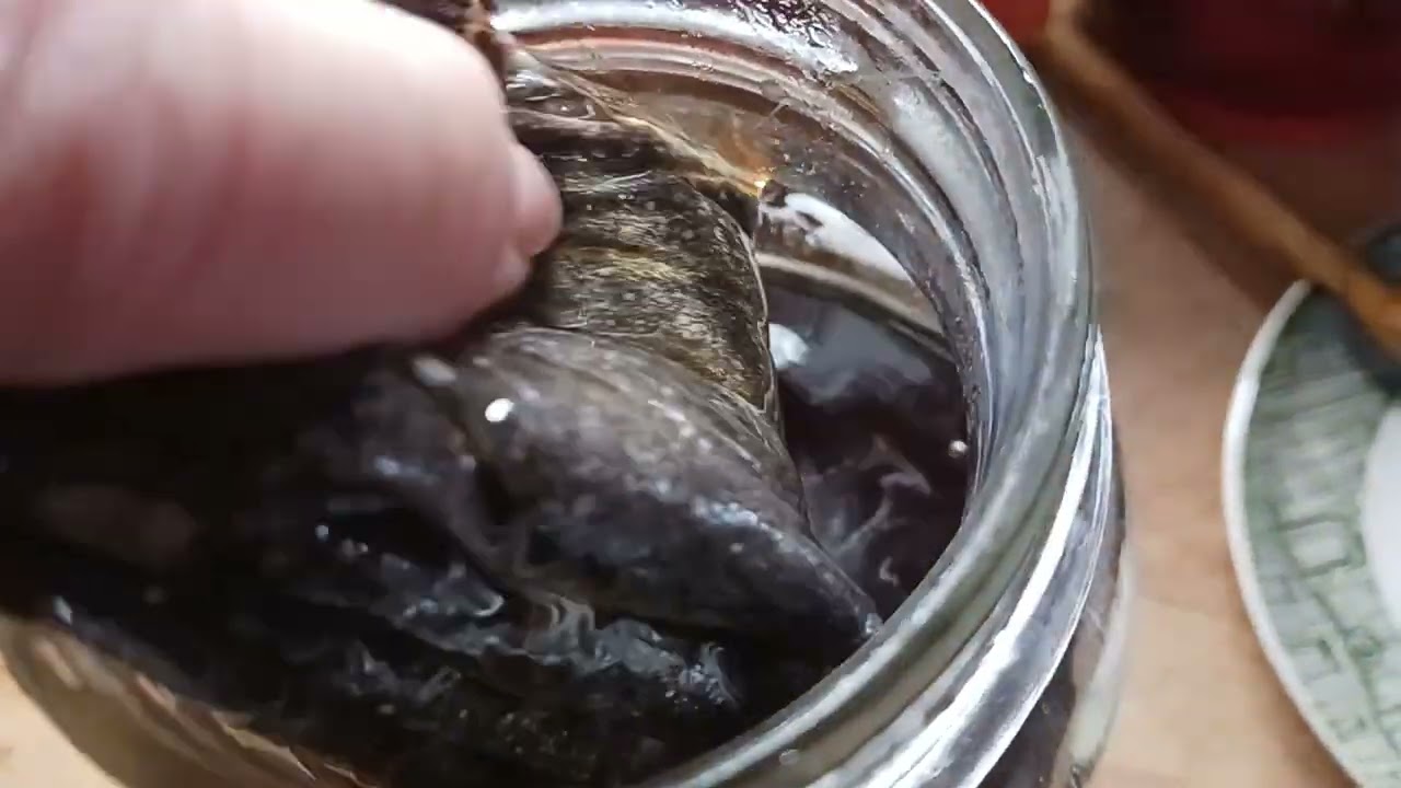 Tea Concentrate #preservinginto2026