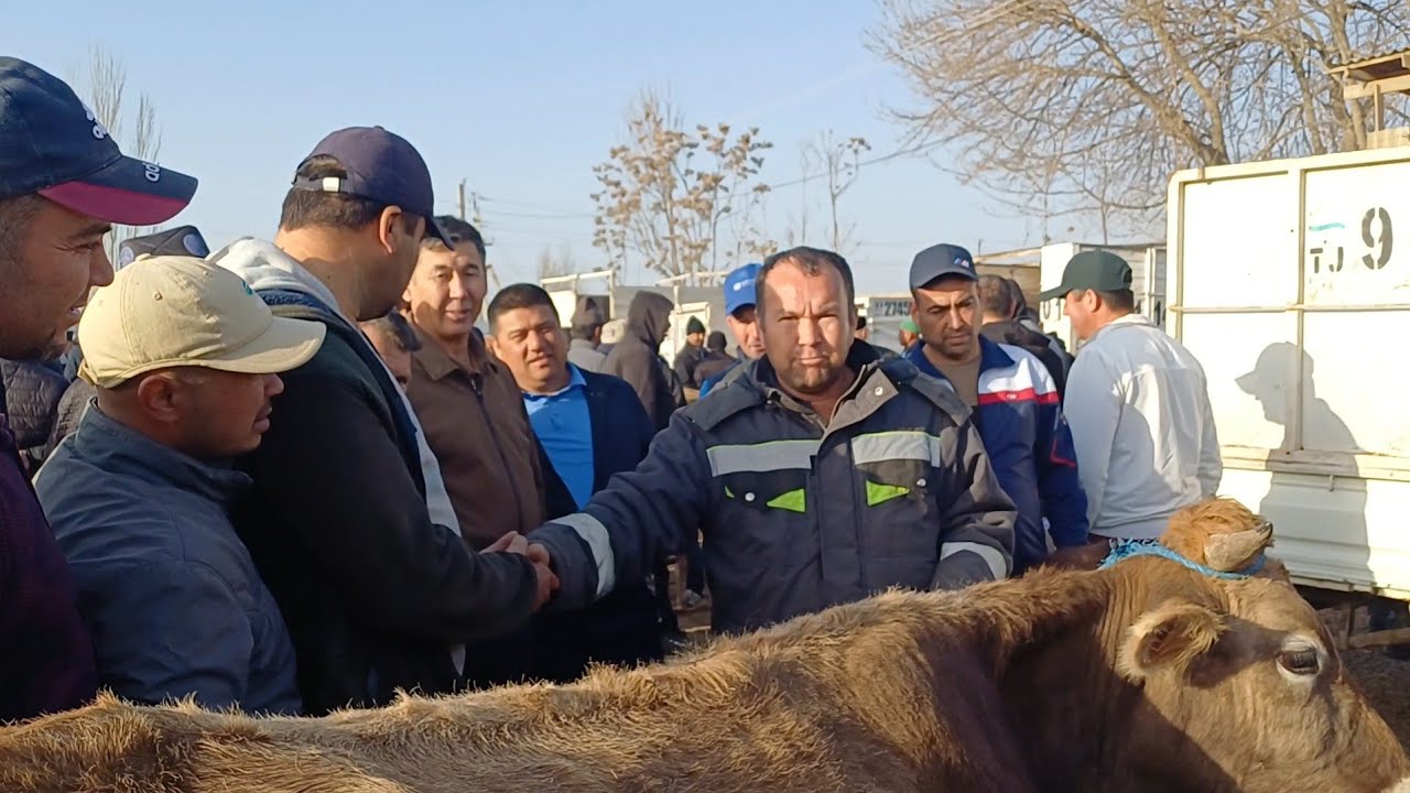 КАЛХОЗАБОД ГУЛИСТОН БОЗОР МОЛ БИСЁР 