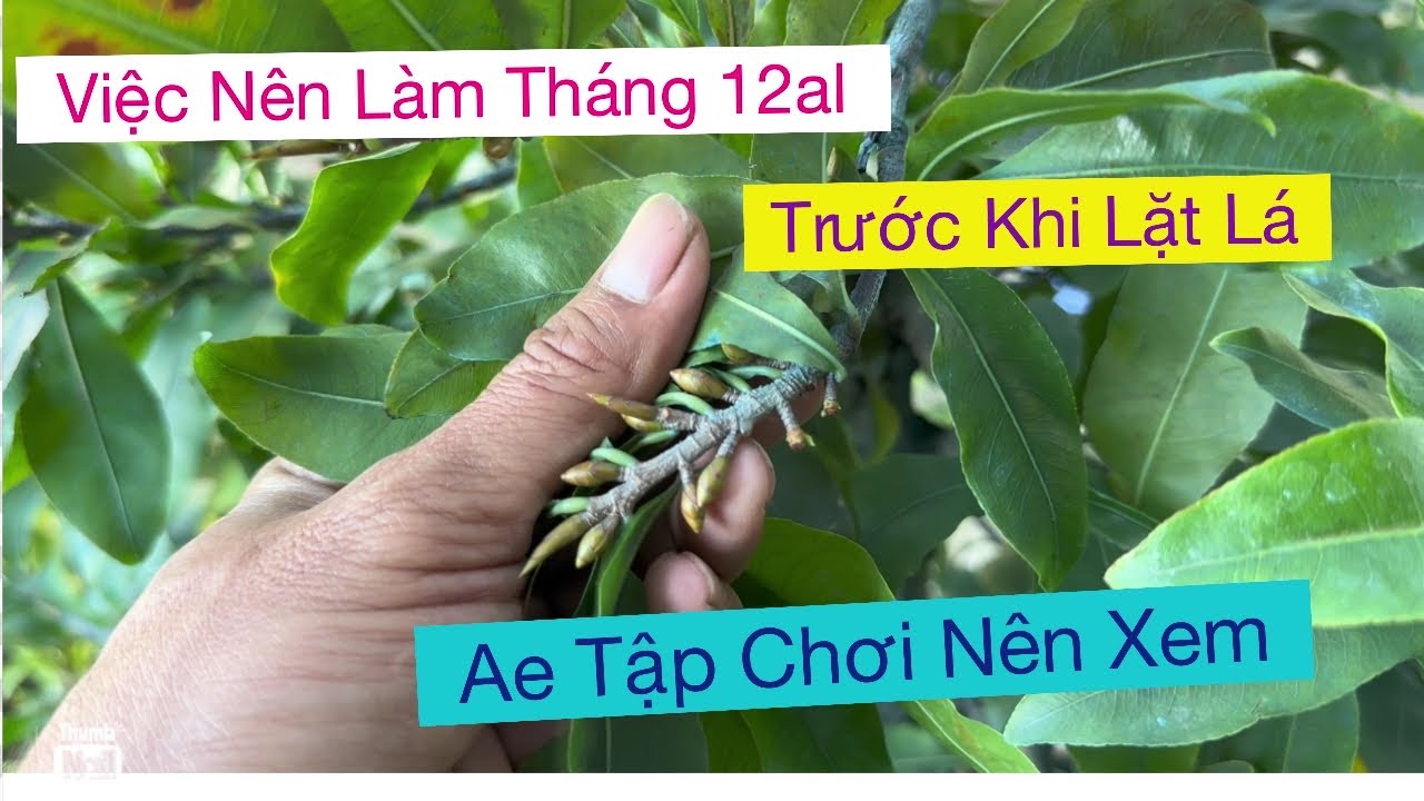 Việc cần làm tháng 12al,,Vtnn vũ 0939 191715